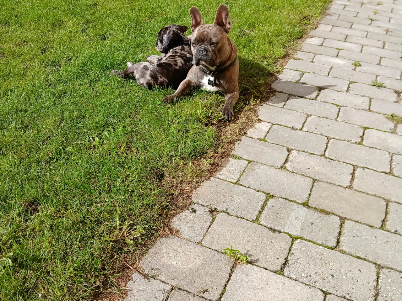 Billede 5 - Fransk bulldog til parring. 