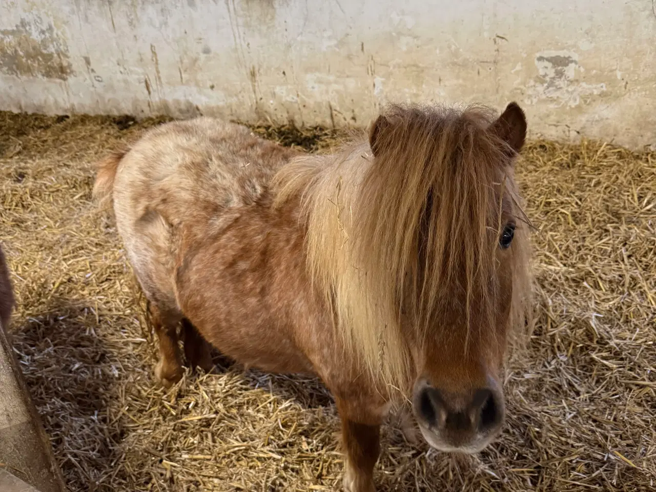 Billede 2 - Shetlænder sælges  