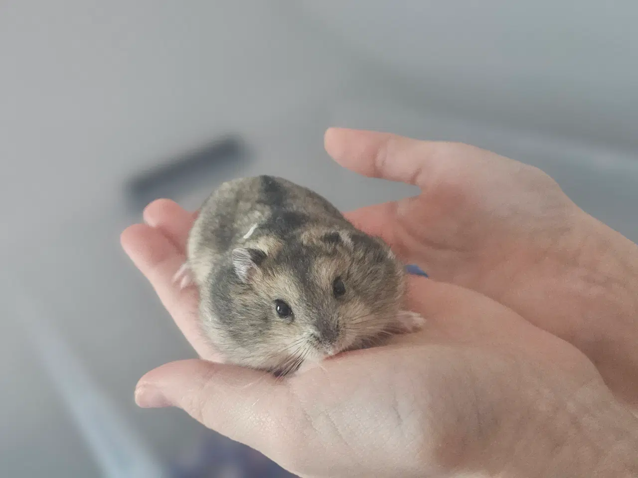 Billede 1 - Dværghamster unger
