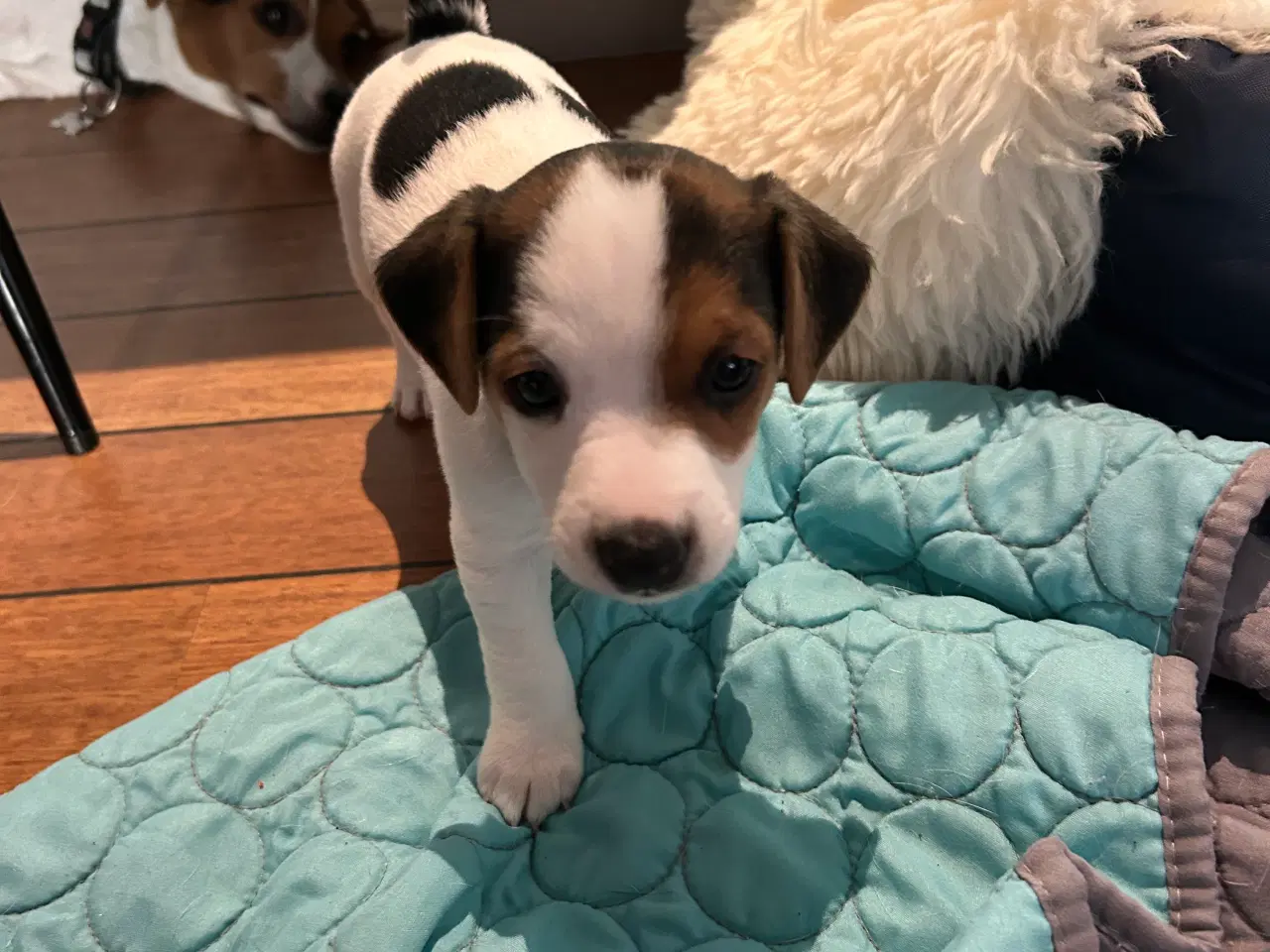 Billede 8 - Jack Russell hvalp