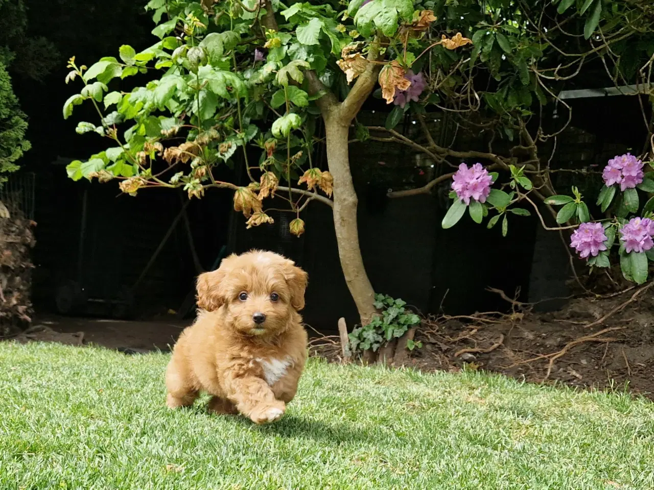 Billede 4 - Havapoo Bamser Puddel & Bichon Havanais
