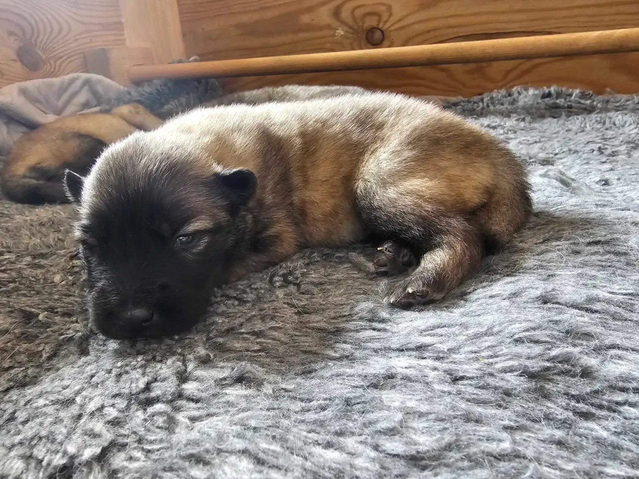 Billede 6 - Husky/Eurasier hvalpe sælges 