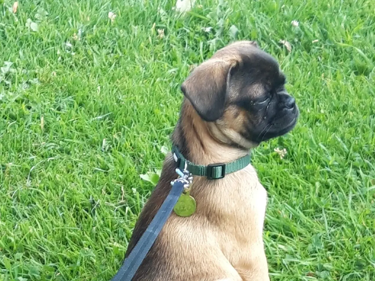 Billede 4 - MOPS BLANDING  .  Mops - Chihuahua