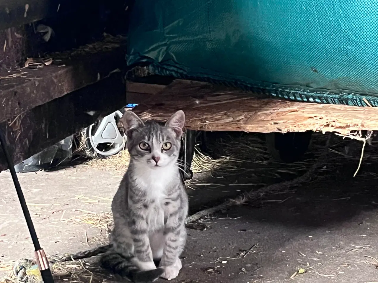 Billede 3 - Katte killinger