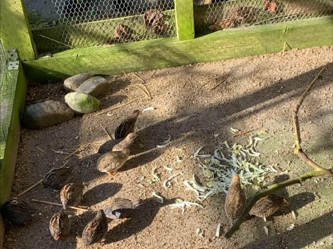 Billede 1 - Kinesiske dværgvagtler fra udendørs voliere