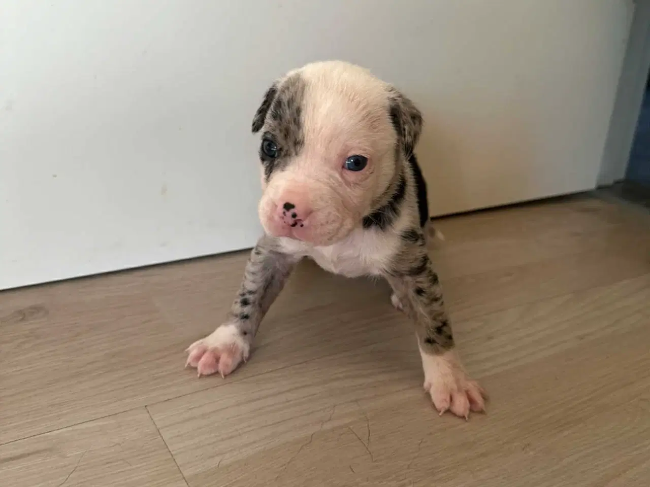 Billede 13 - Bull-Aussie