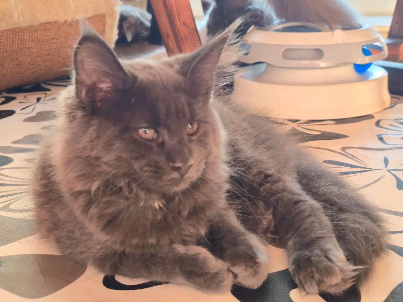 Billede 4 - Sød, stor pige.