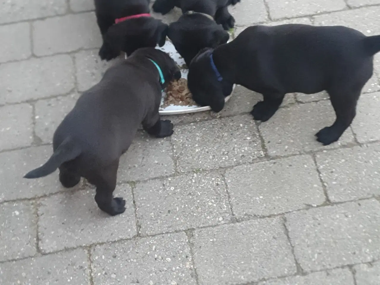Billede 1 - Labrador f1 