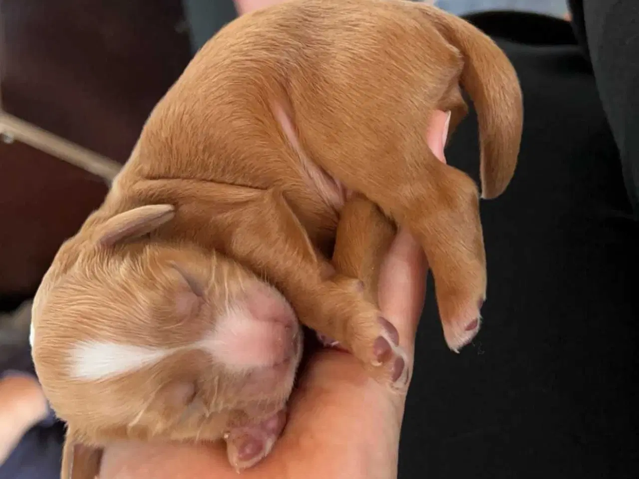 Billede 4 - Parring tilbydes af engelsk cocker spaniel 