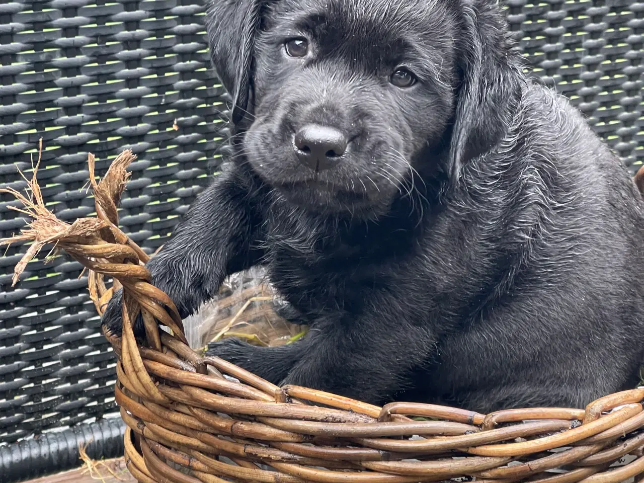 Billede 6 - Hundehvalp SOLGT 