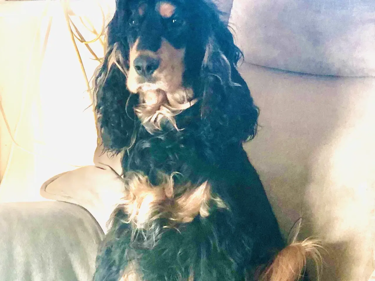 Billede 19 - Engelsk Cocker spaniel
