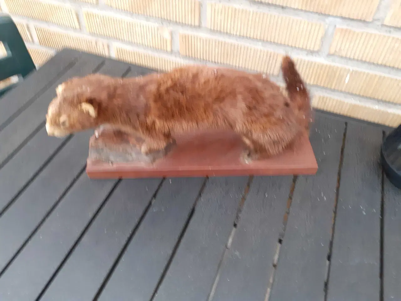 Billede 1 - Udstoppet dyr 