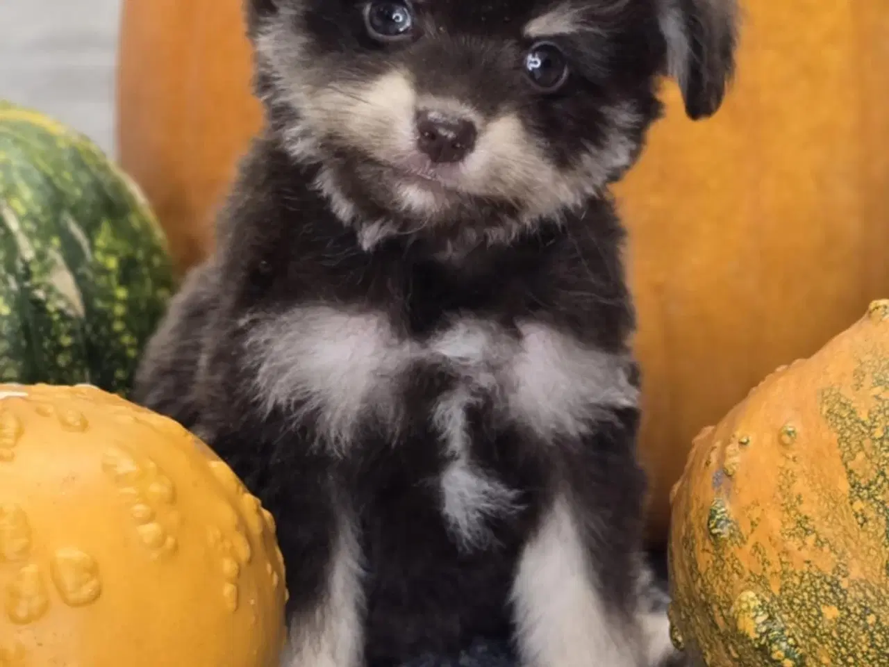 Billede 6 -  Brune Pomapoo Hvalpe