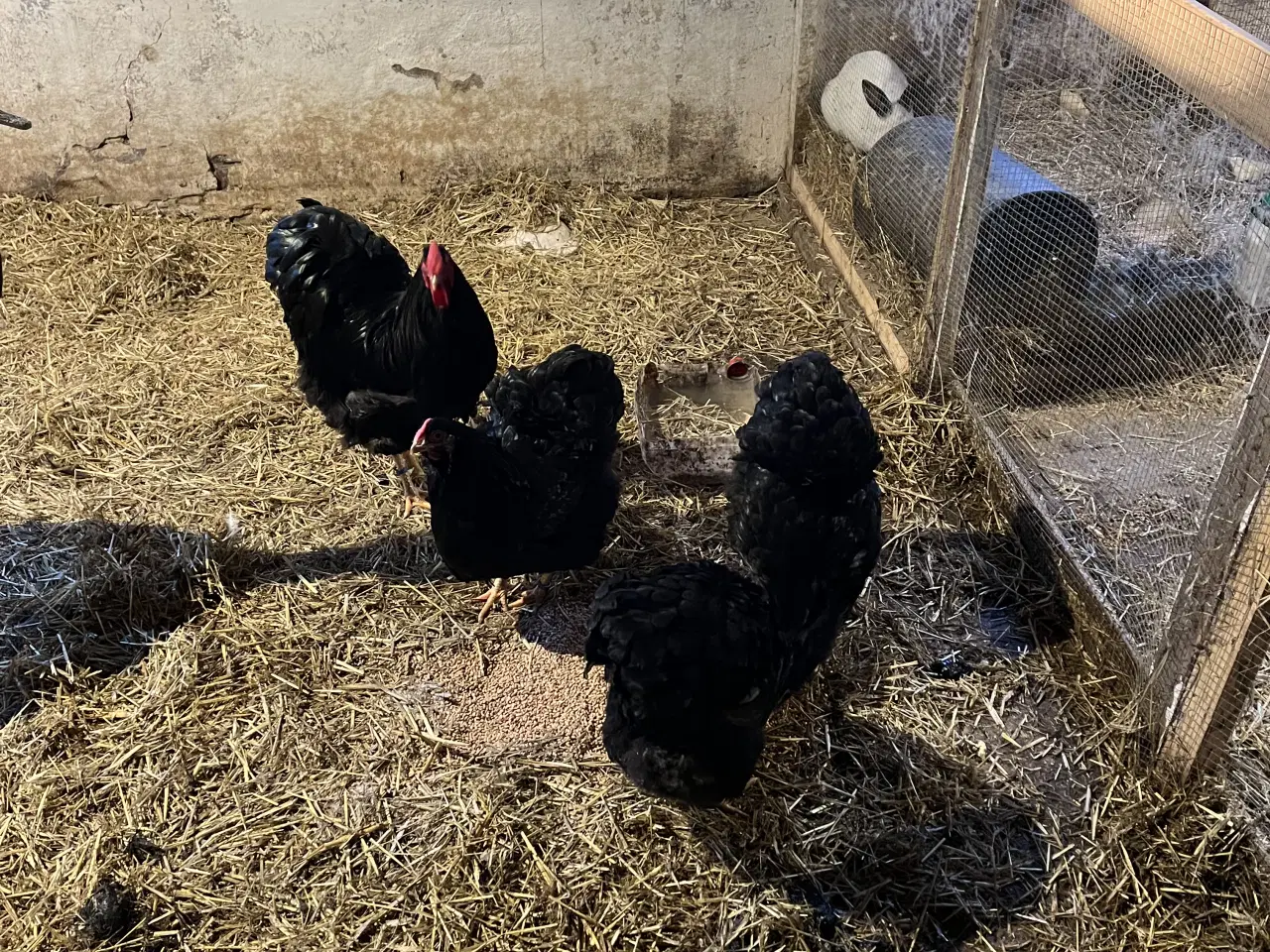 Billede 2 - Wyandotter stor