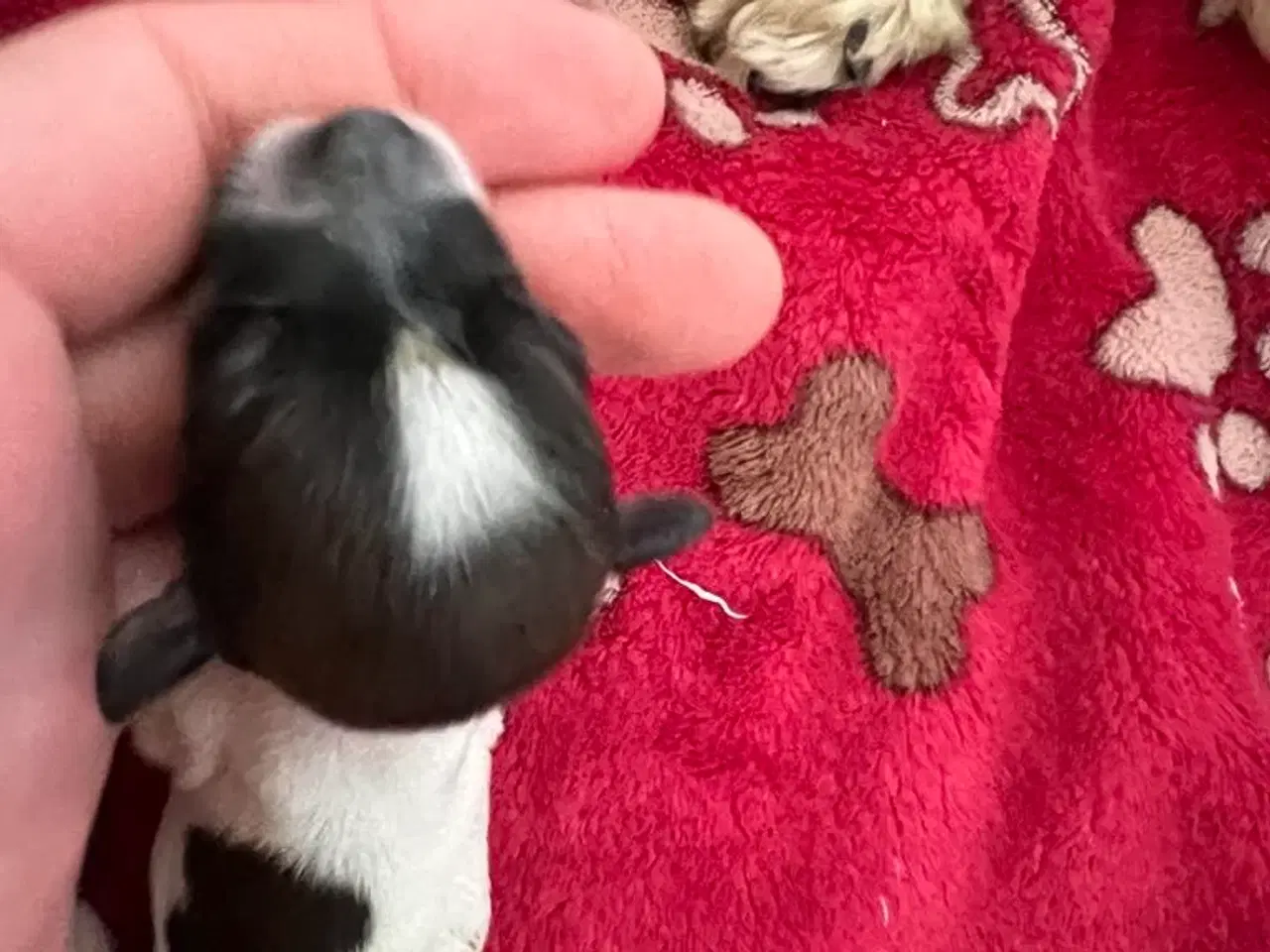 Billede 4 - Bichon Havanais hvalpe. 2 tæver og 6 hanner