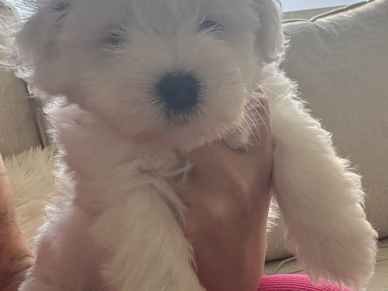 Billede 2 - Ægte lille bomulds tot ( coton de tulear ) 