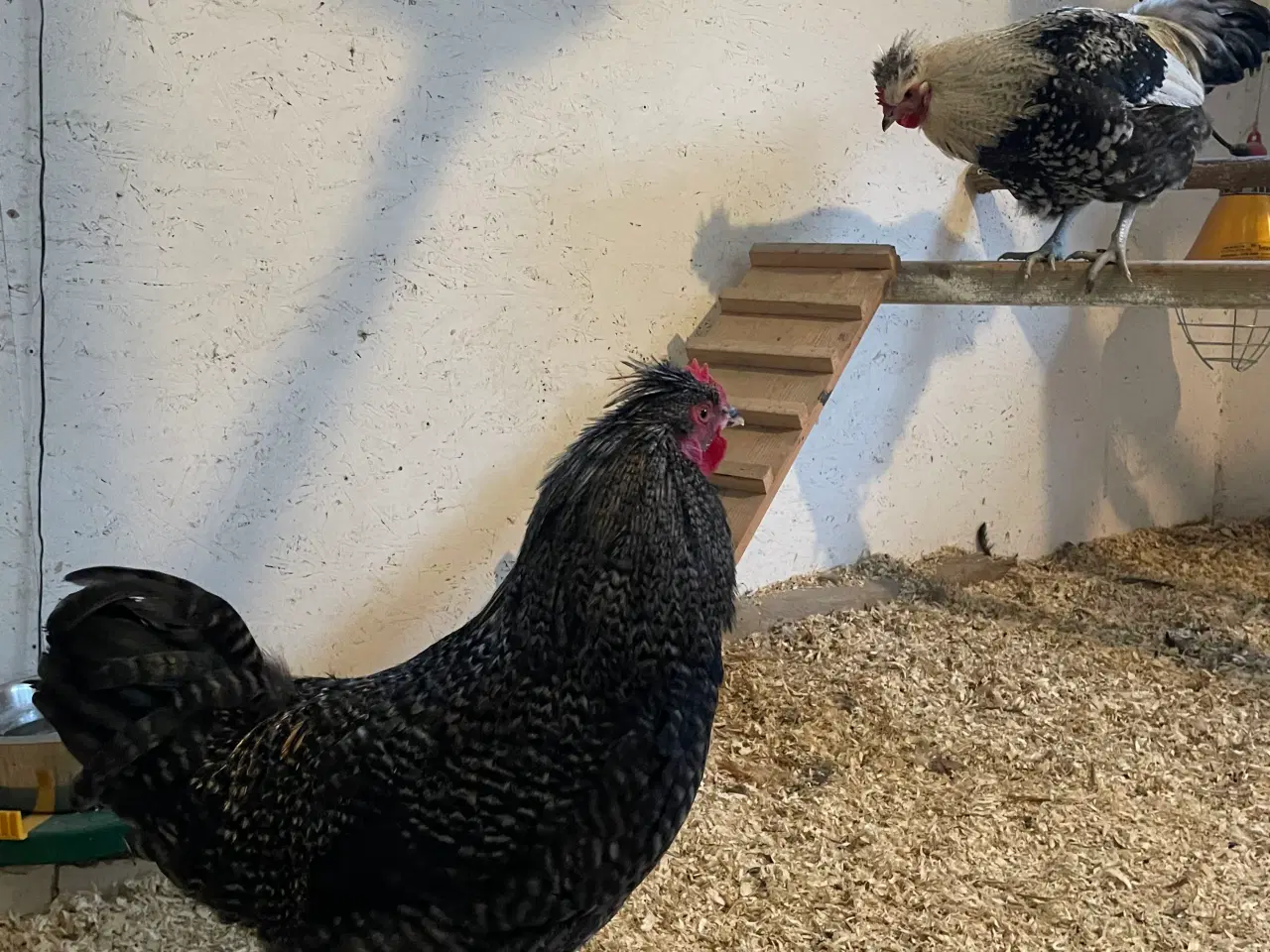 Billede 4 - 2 smukke fyr søger nyt hjem