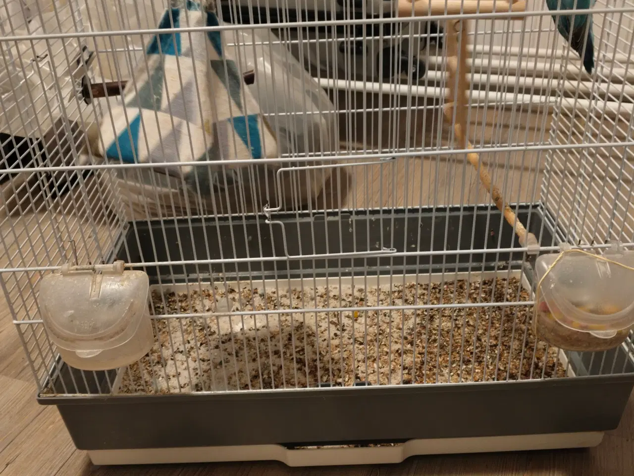 Billede 1 - Dværgpapegøje bortgives