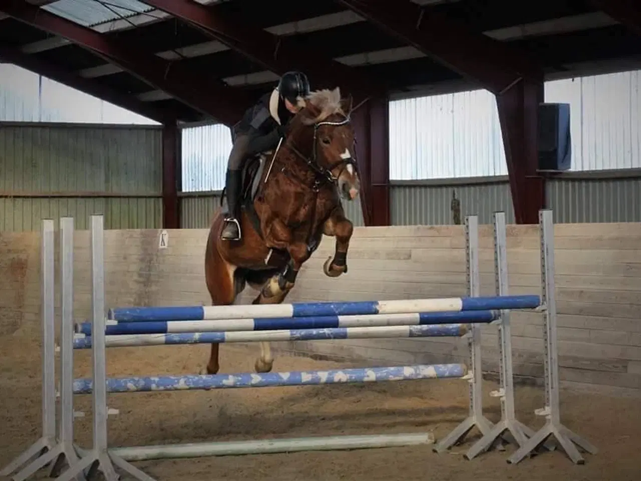 Billede 5 - Super lækker og charmerende føl (kan afdrages)