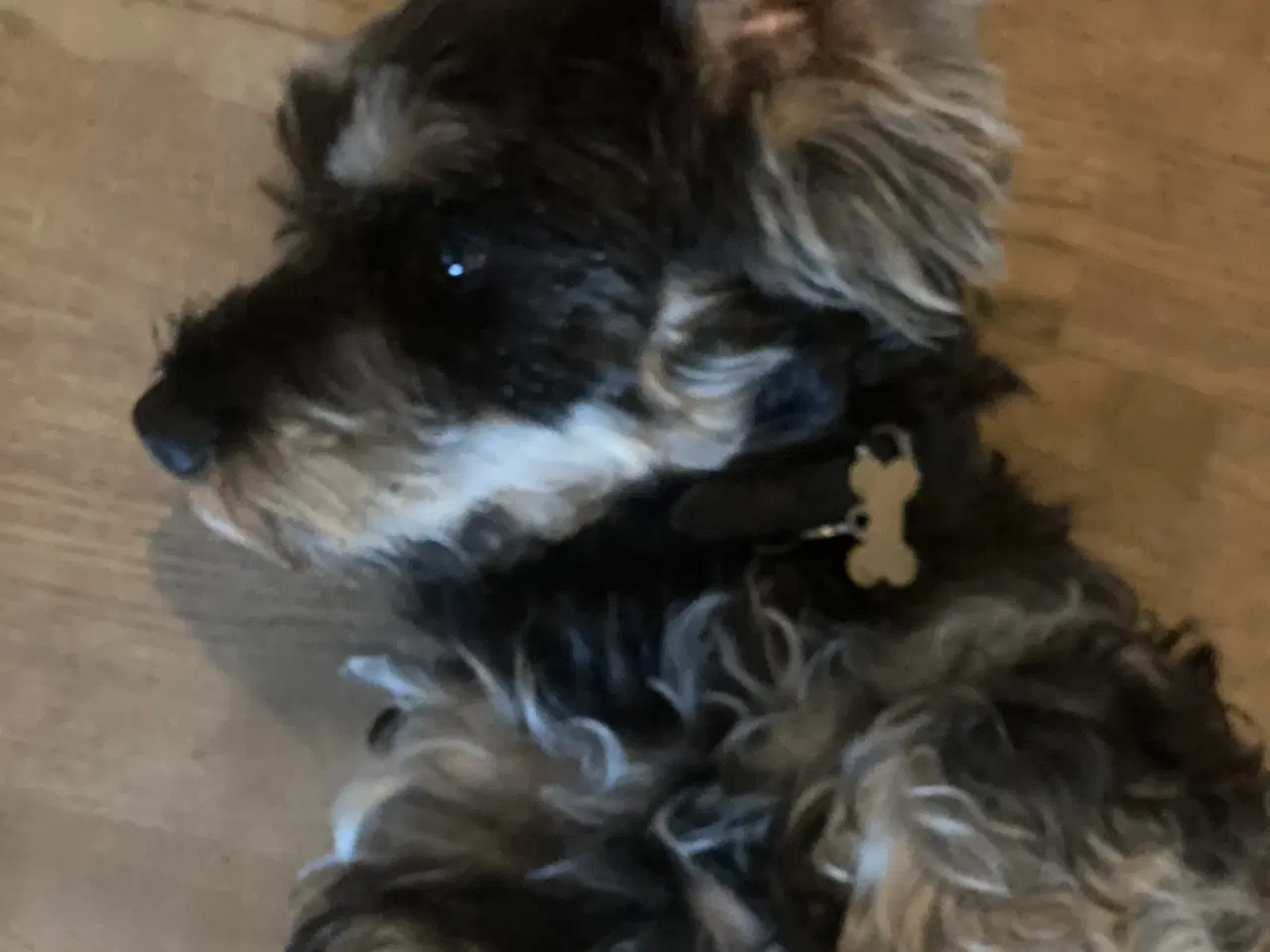 Billede 3 - Futti søger nyt hjem