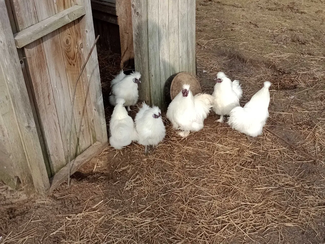 Billede 1 - Silkehøns 