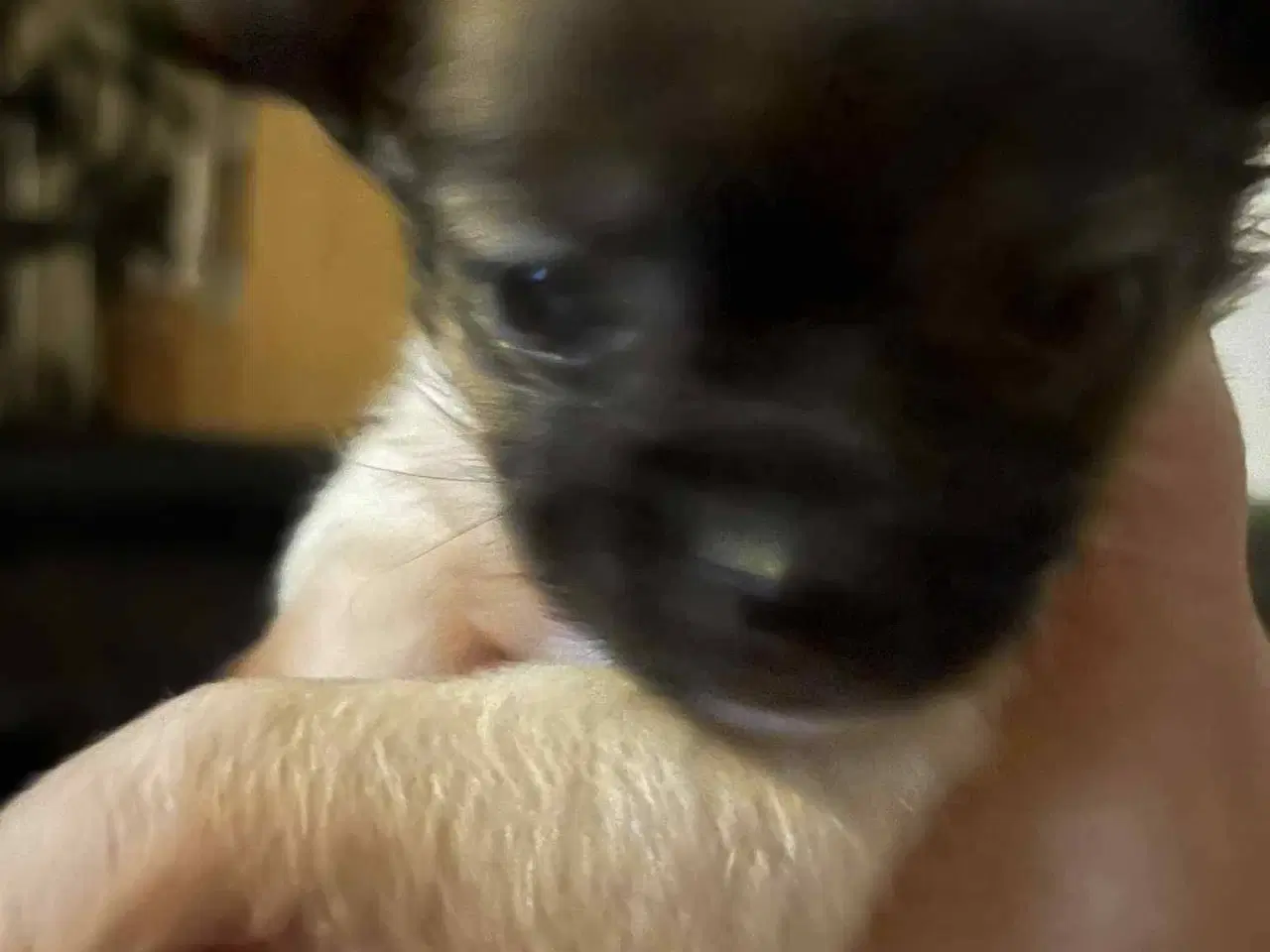 Billede 6 - Chihuahua hvalpe søger nyt hjem