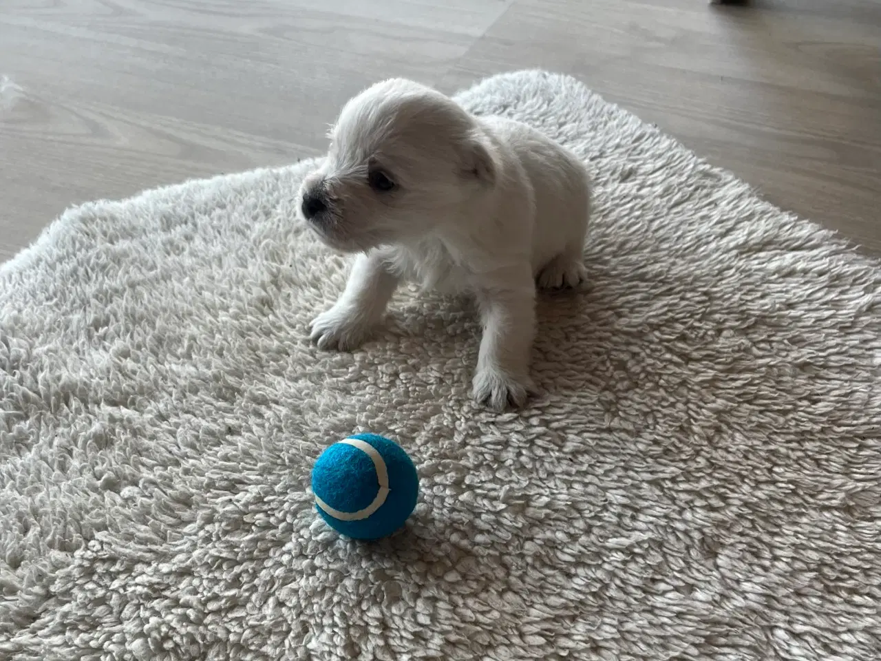 Billede 5 - West Highland White Terrier hvalpe