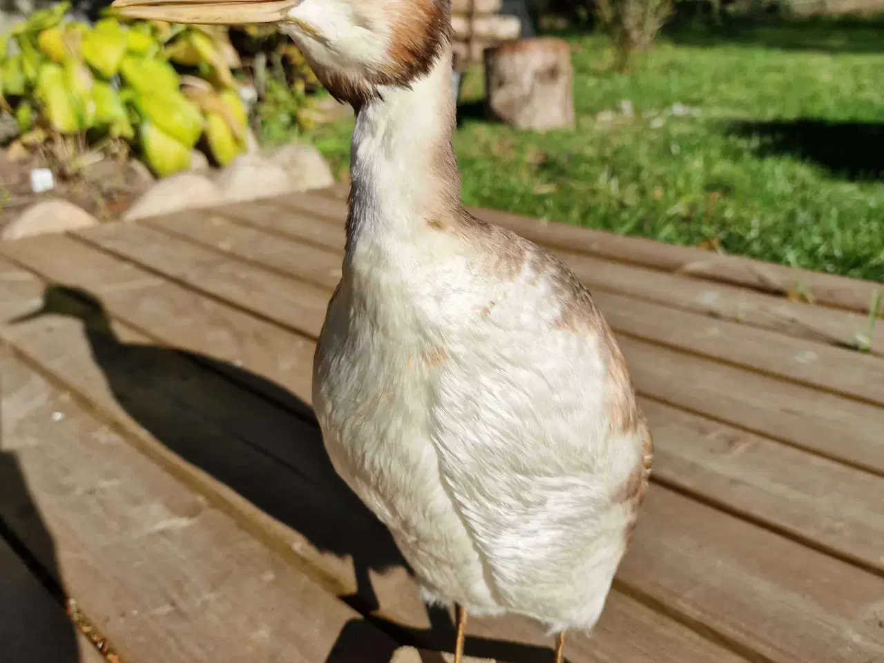 Billede 3 - Toppet lappedykker, udstoppet, sælges