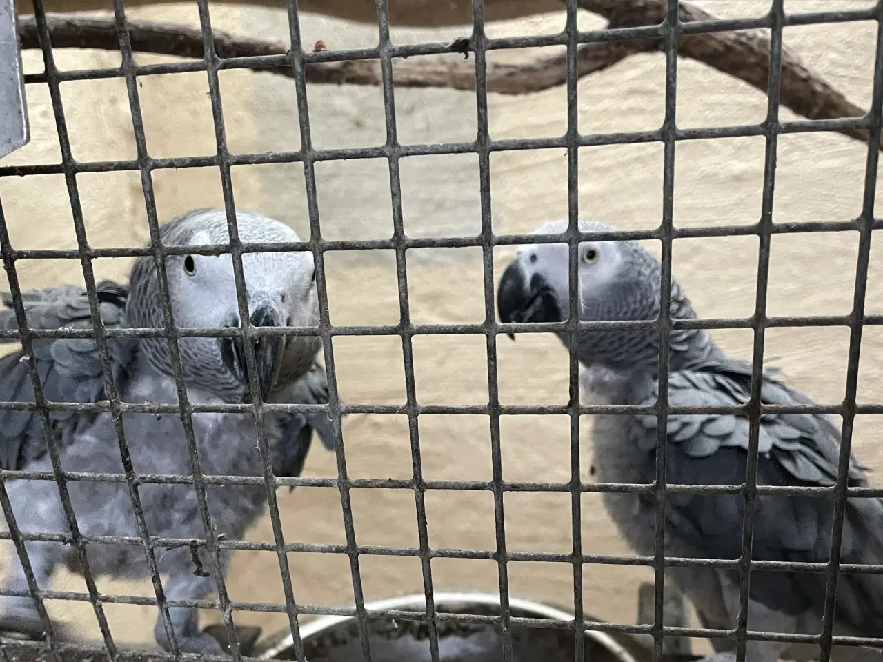 Billede 1 - Et par Grå Jaco ( volier fugle)