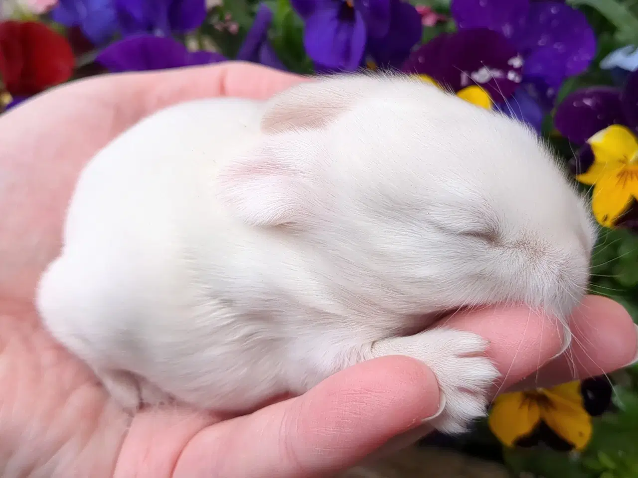 Billede 2 - Minilop kaninunge sælges 