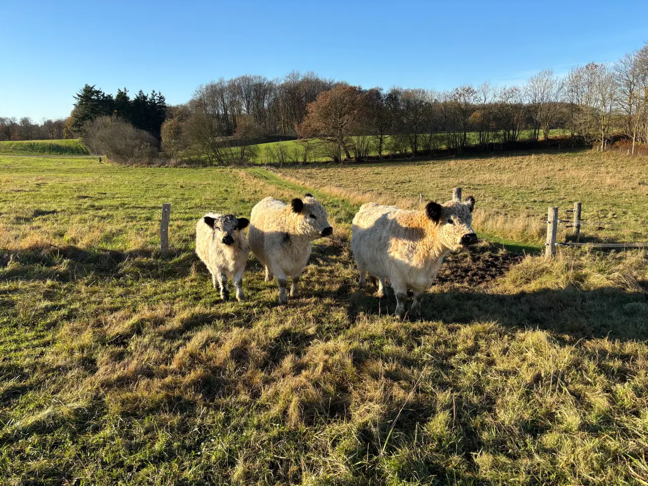 Billede 1 - Lille galloway besætning sælges
