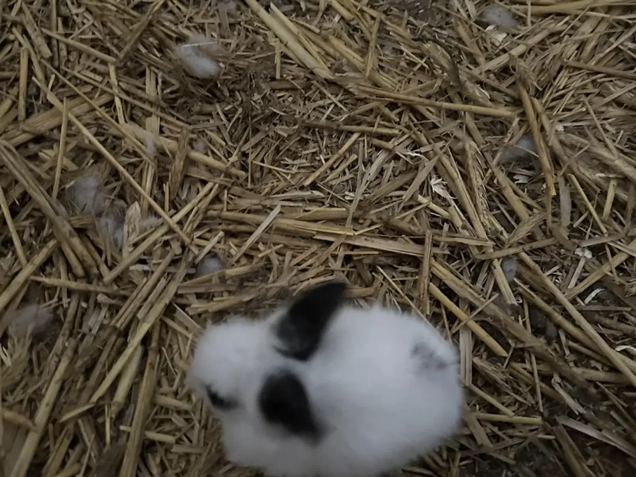 Billede 4 - Søde kanin unger