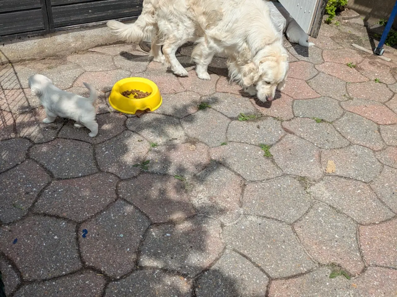 Billede 5 - Golden Retriever  hvalpe