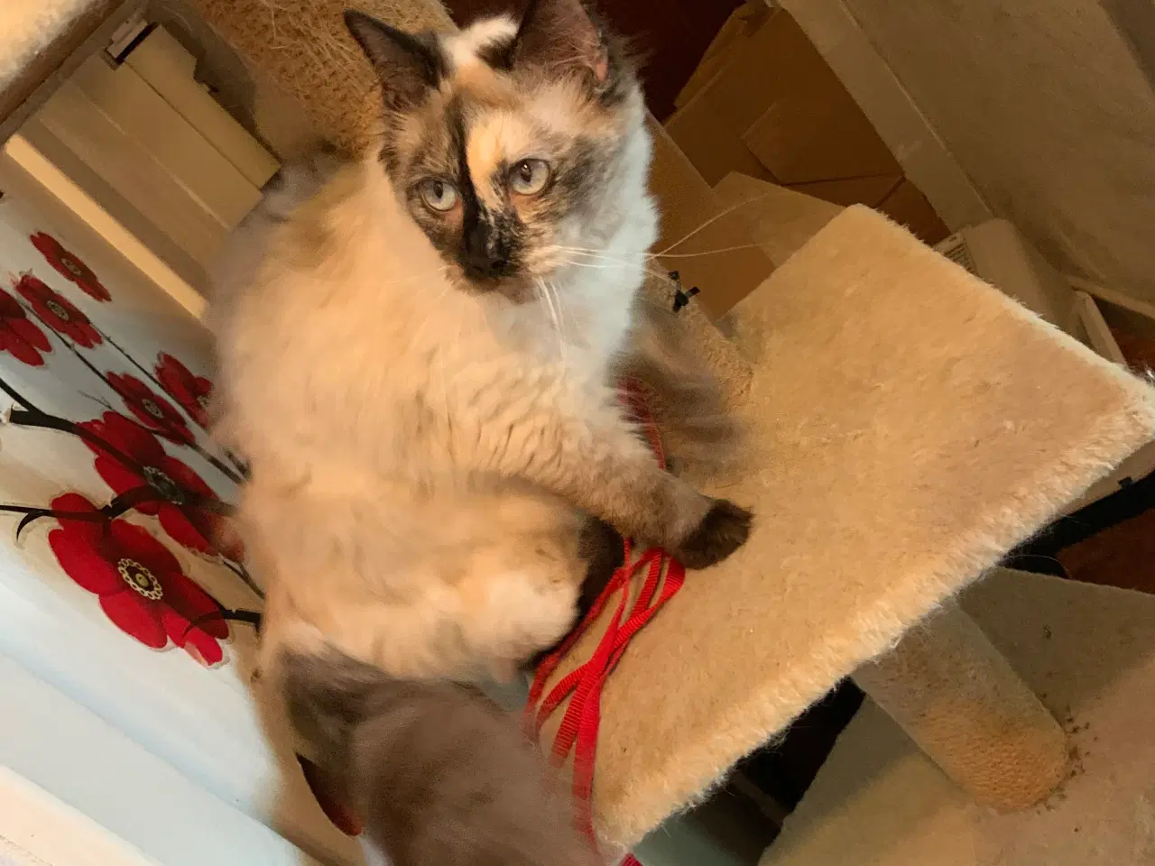 Billede 5 - Ragdoll hun kat, sælges til kæl