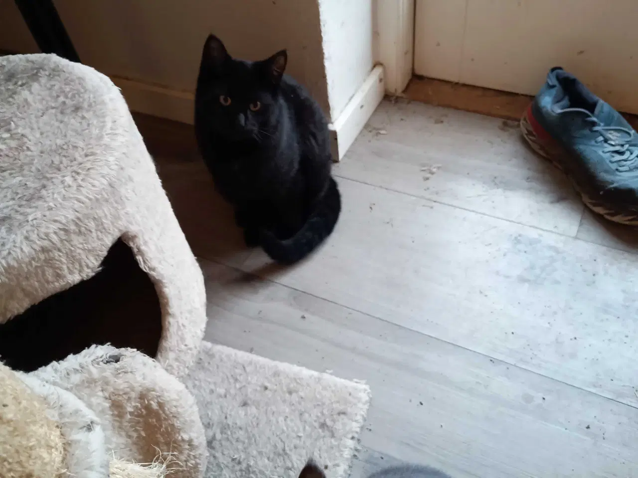 Billede 4 - 4 friske hankatte