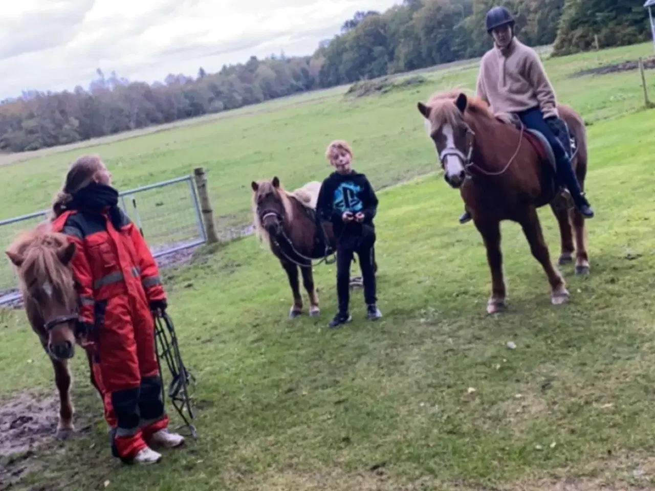 Billede 5 - Shetlands pony 