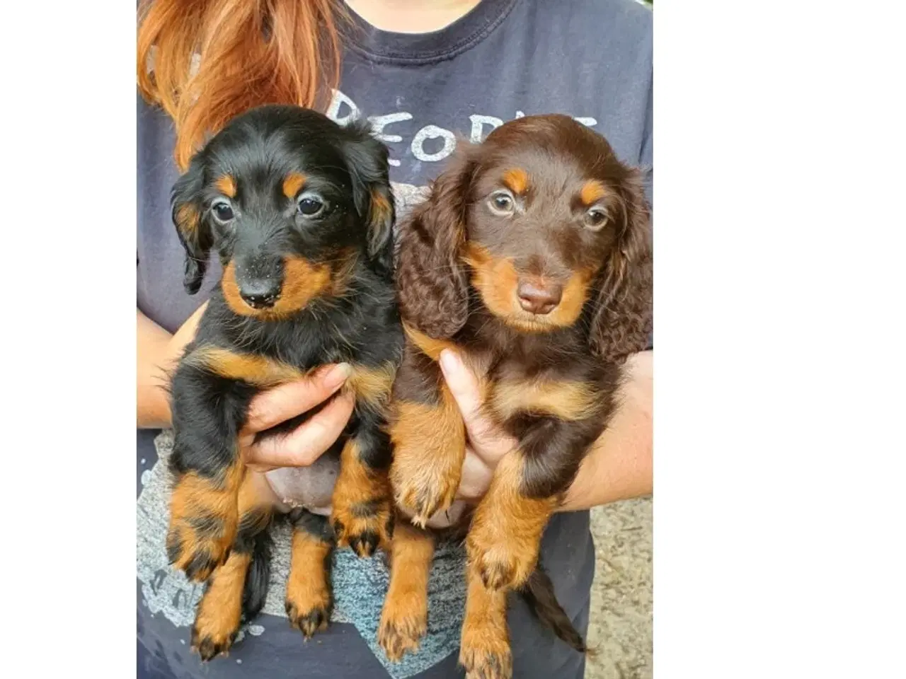 Billede 1 - Gravhunde hvalpe langhåret Dværg