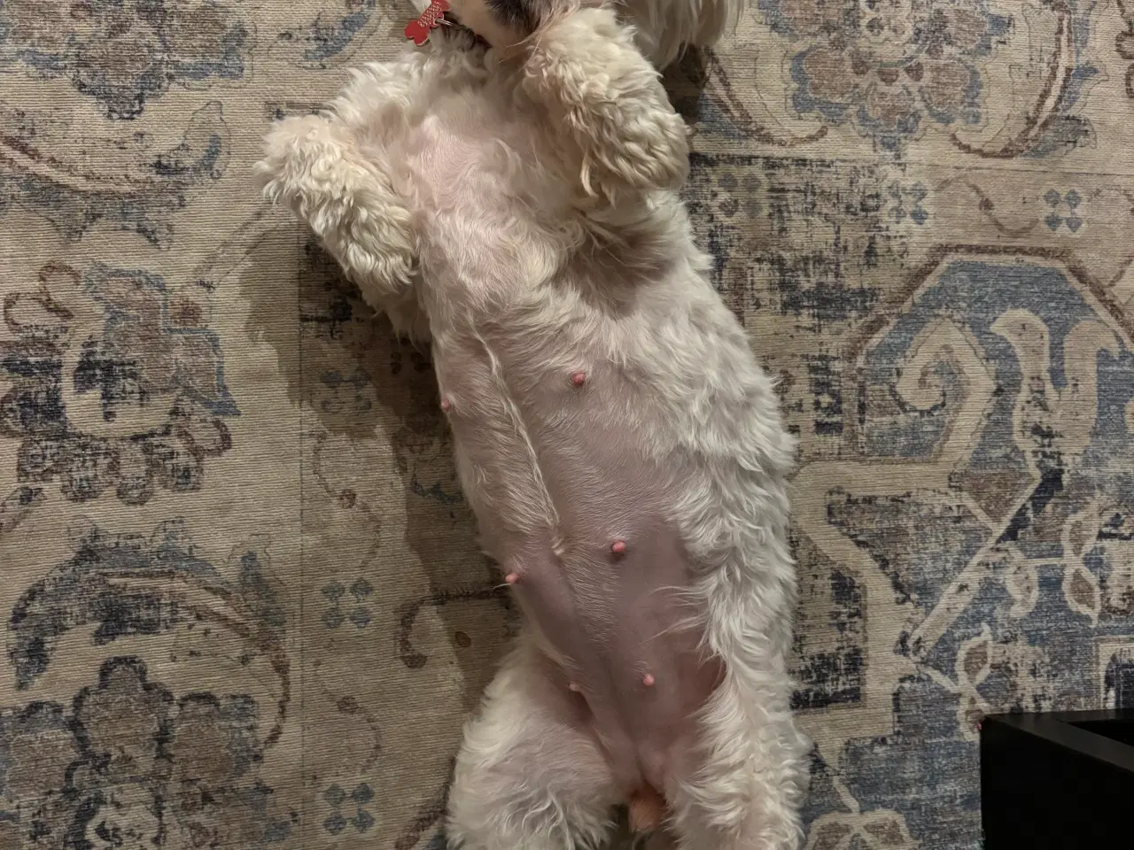 Billede 2 - Bichon Malteser hvalpe 💝🐩