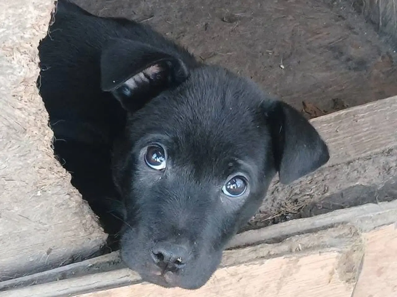 Billede 1 - Lille Bennie leder efter sit 4-ever hjem 🏡 💝