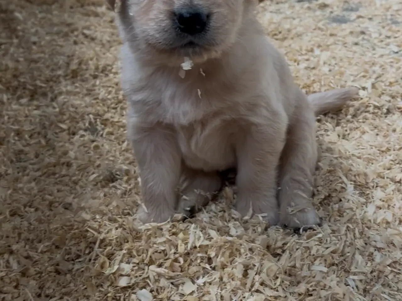 Billede 6 - Golden Retriever hvalpe