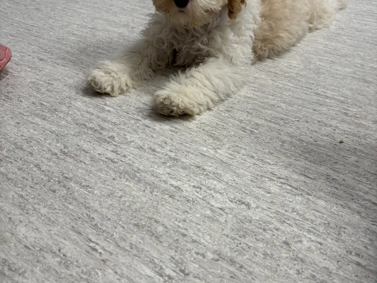 Billede 7 - Cockapoo hvalpe mangler deres nye hjem