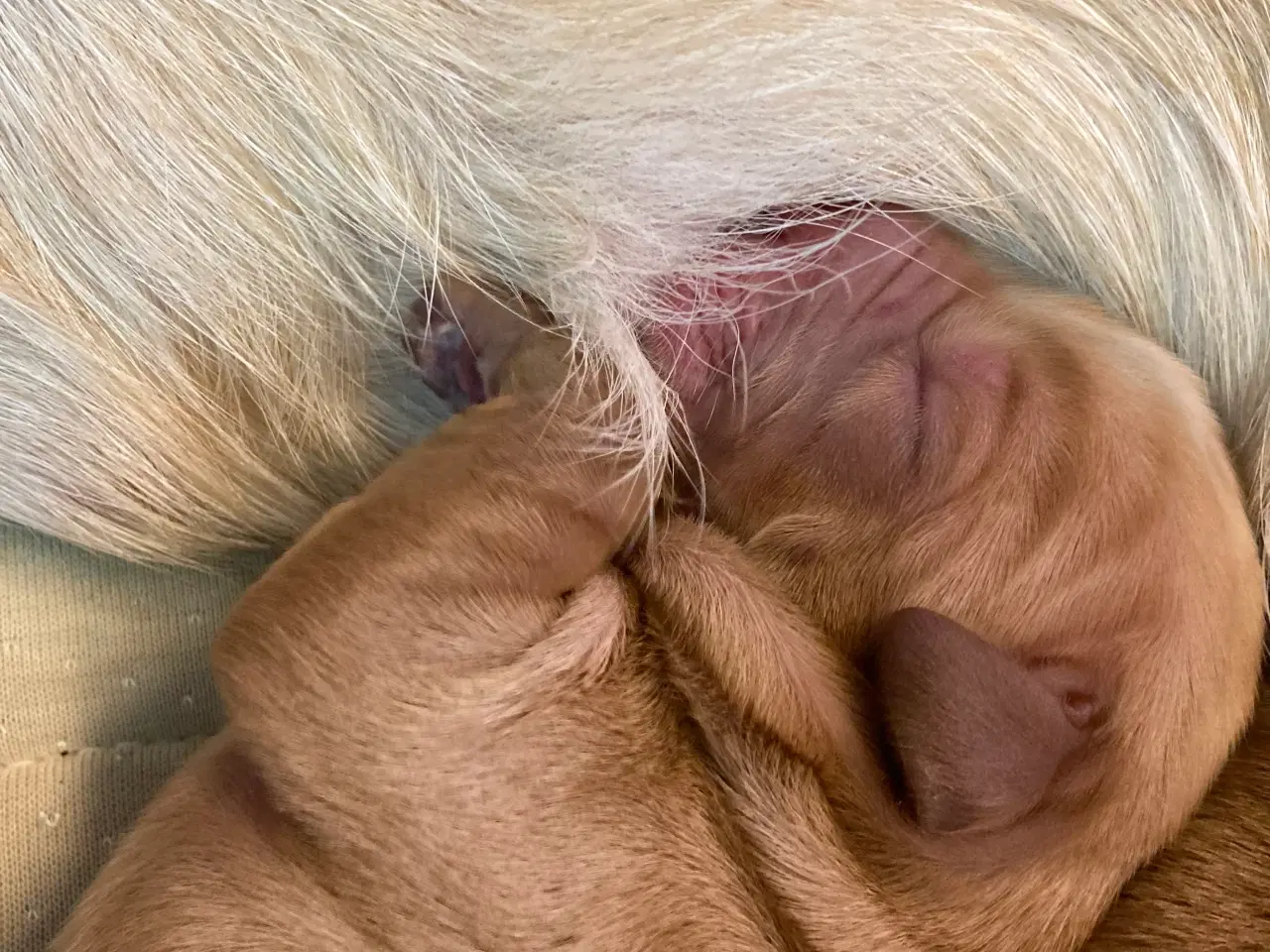 Billede 15 - Red Fox Labradorhvalpe