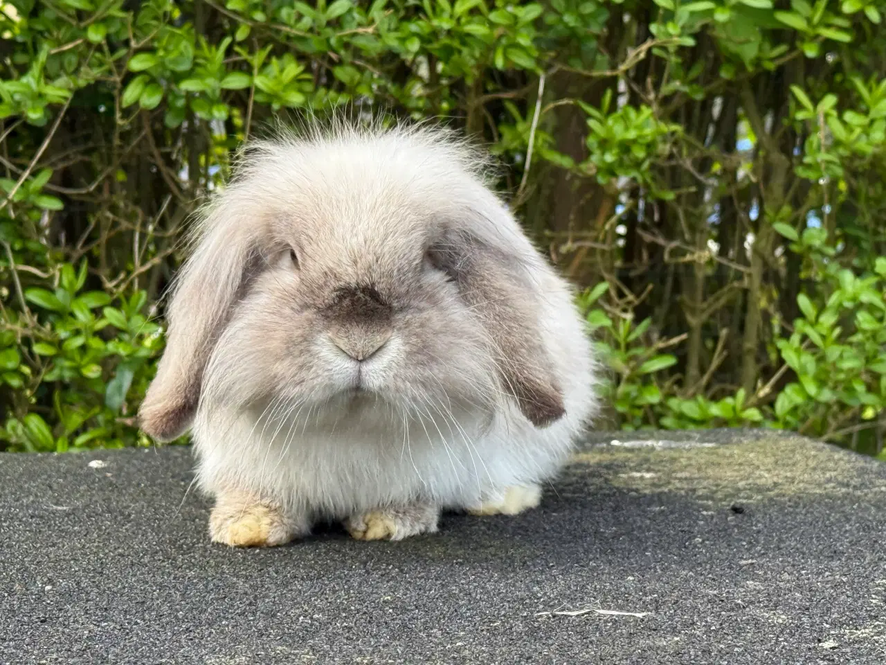 Billede 1 - Mini lion lop med enkelt manke