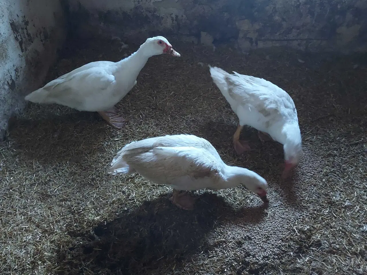 Billede 1 - Moskus andrikker 