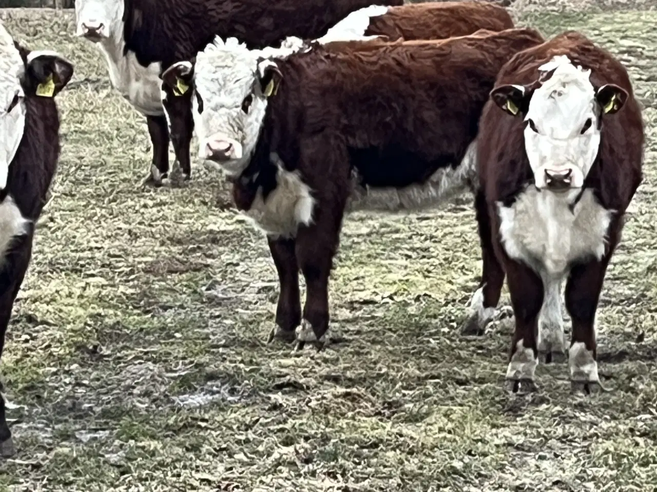 Billede 2 - Hereford køer, kvier og kalve