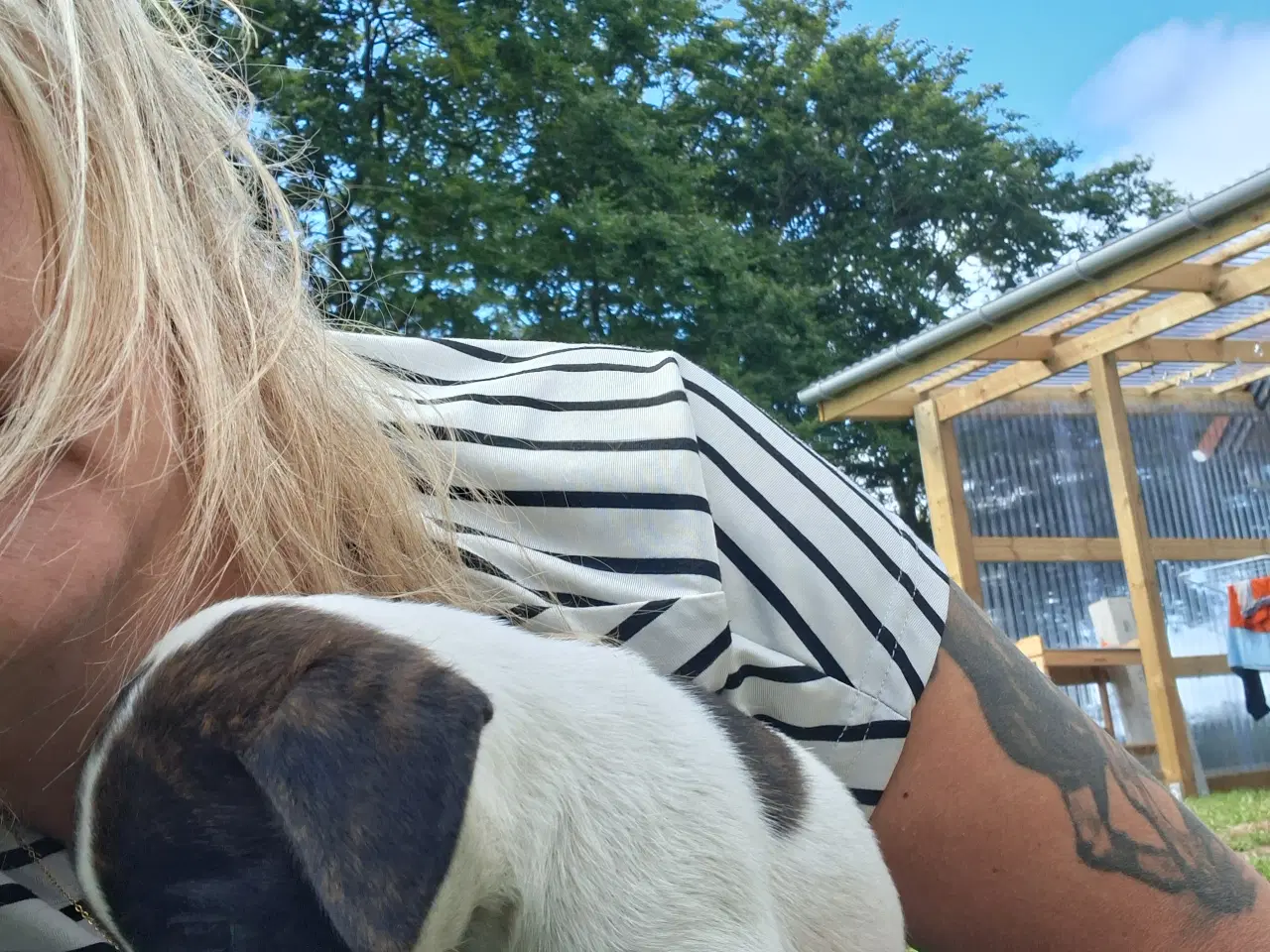 Billede 5 - Skønne d/s gårdhunde hvalpe 