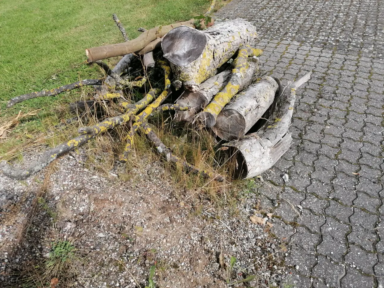 Billede 8 - Blandet Løvtræ op til ca. Ø20 cm.