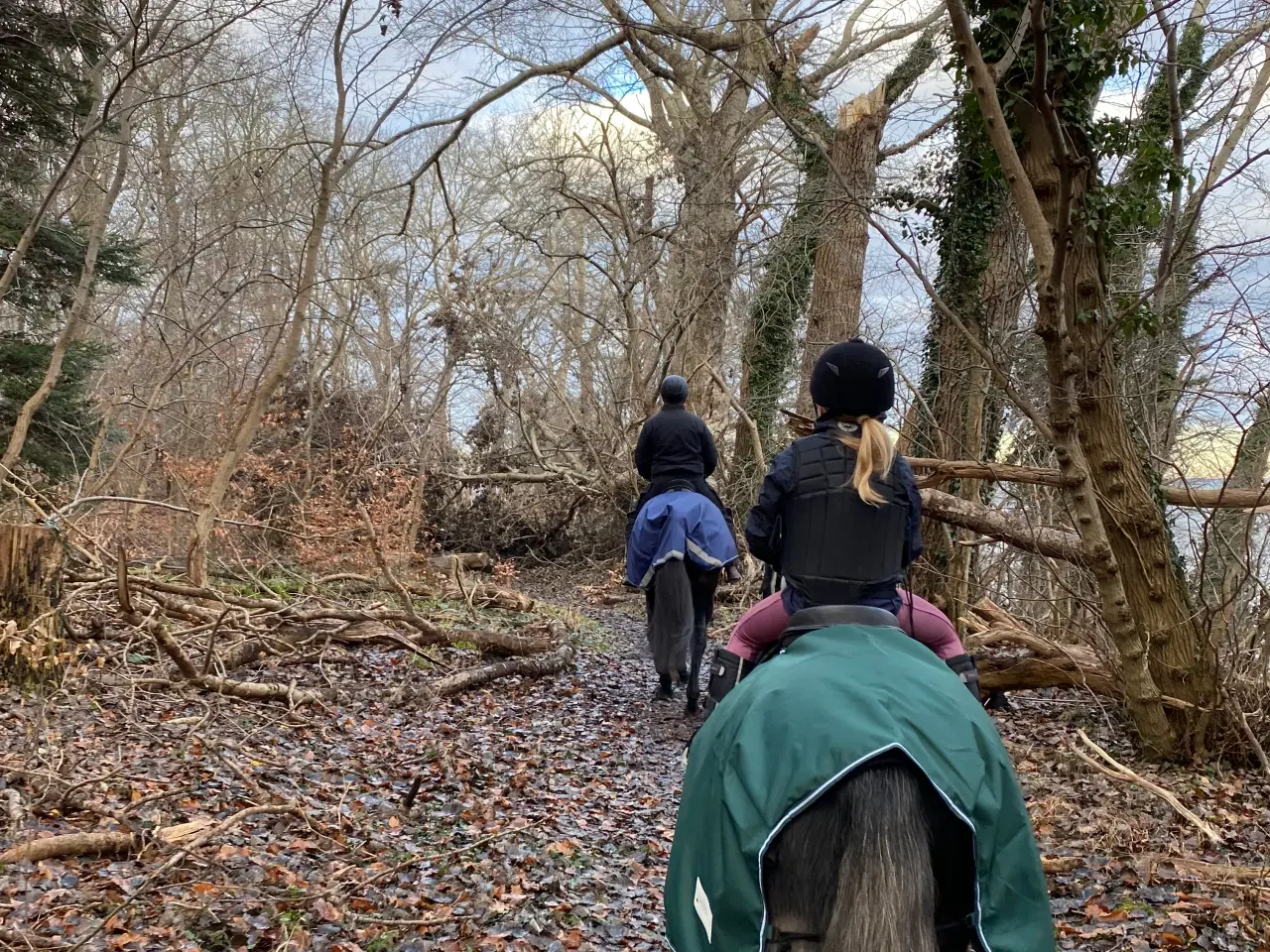 Billede 6 - Jake LF – 6 års Dartmoor vallak (ca. 126 cm)