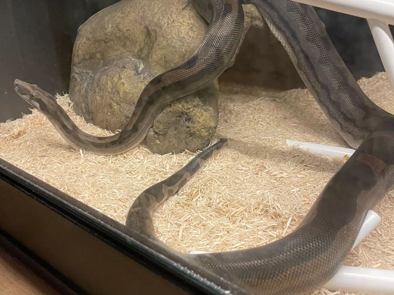 Billede 1 - Kongeboa dreng