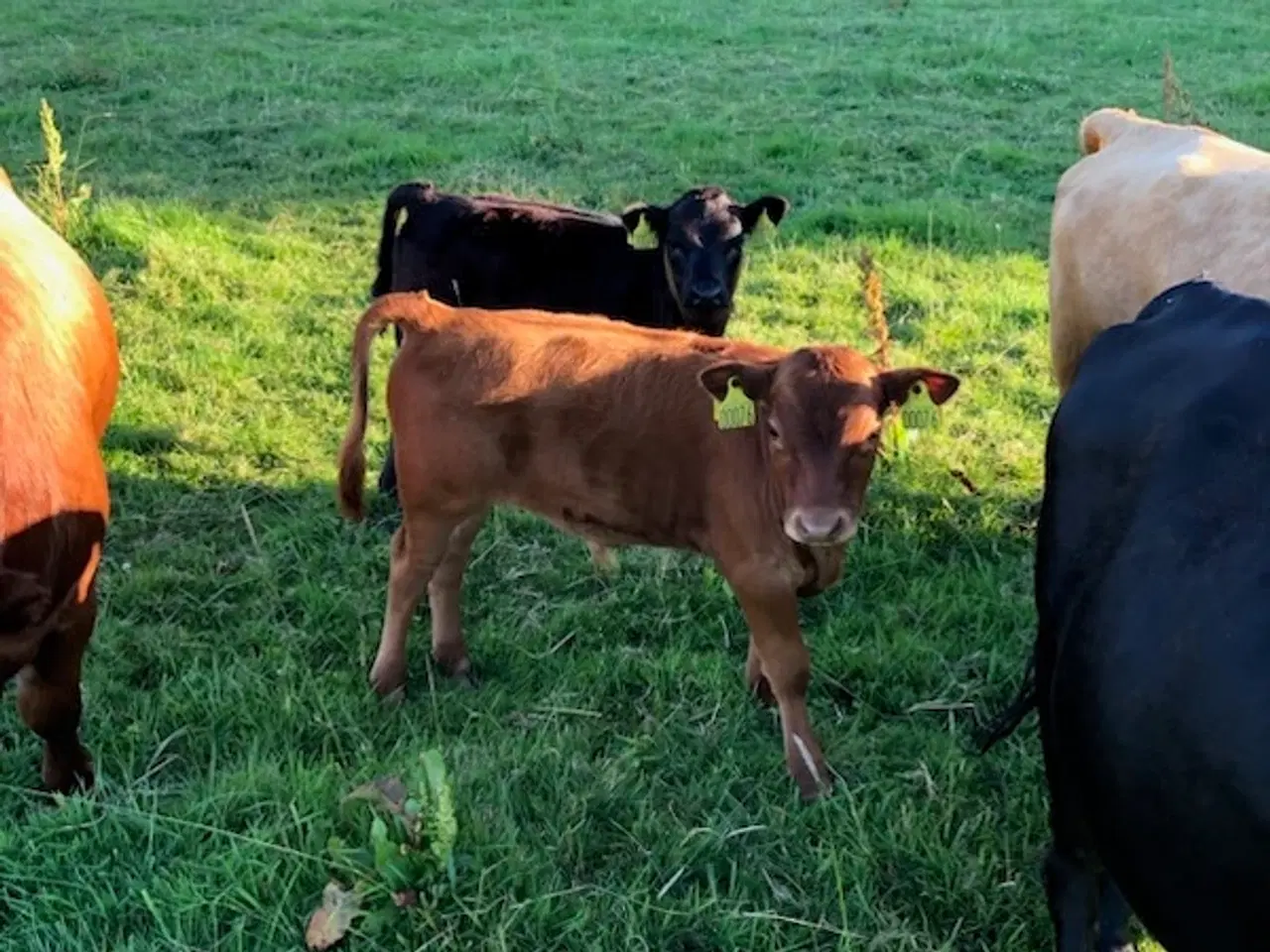 Billede 4 - Dexter med og uden stamtavle.